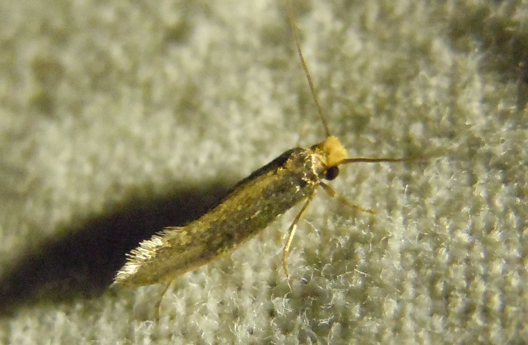 Microlepidottero da identificare - Tineidae